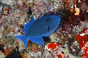 Odonus niger-Maldives Bathalaa thila-23m-20240423-da-DSC_6040_tn